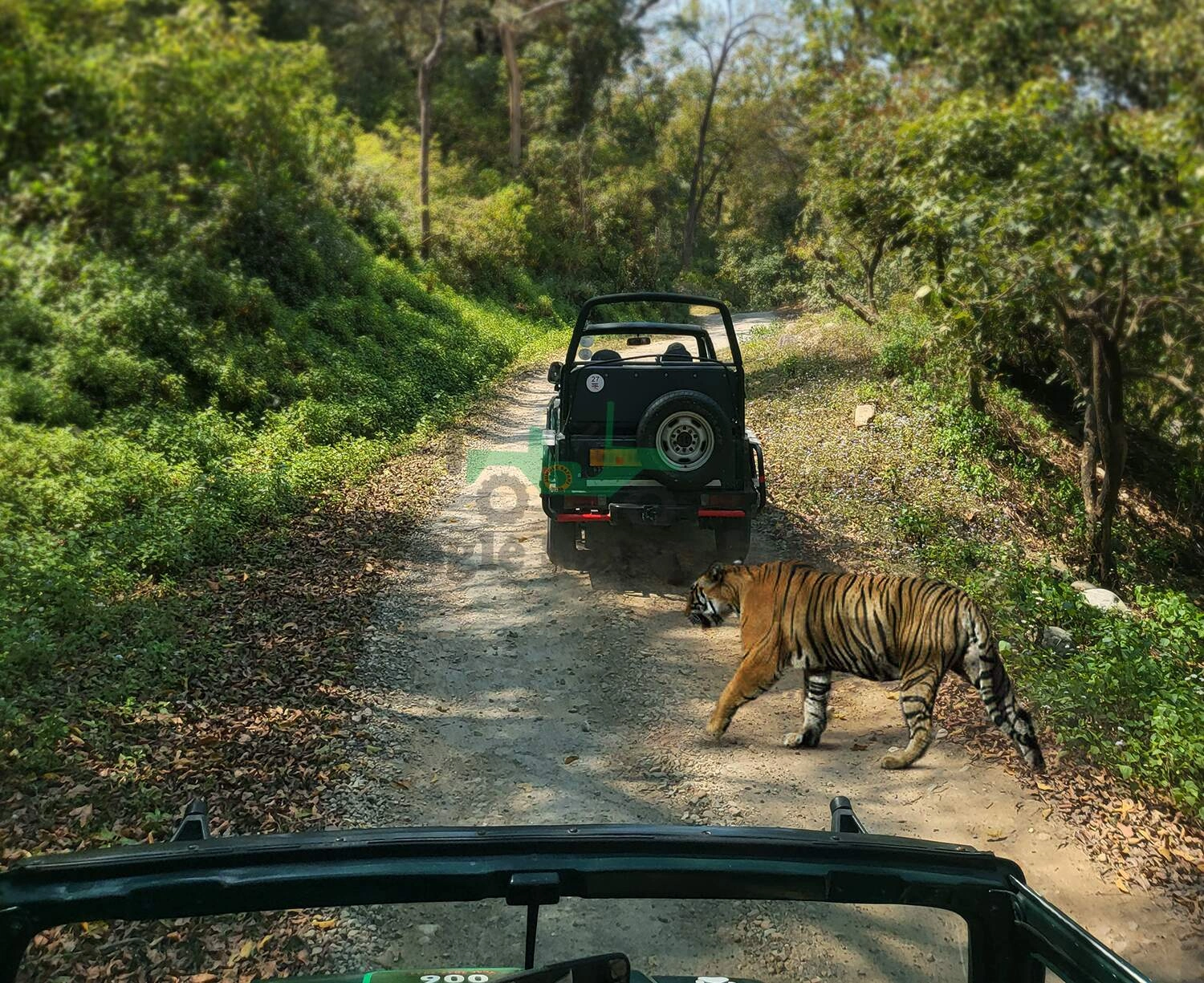 Ranthambore Tour 2 Night / 3 Days Tour With 2 Times Jeep Safari