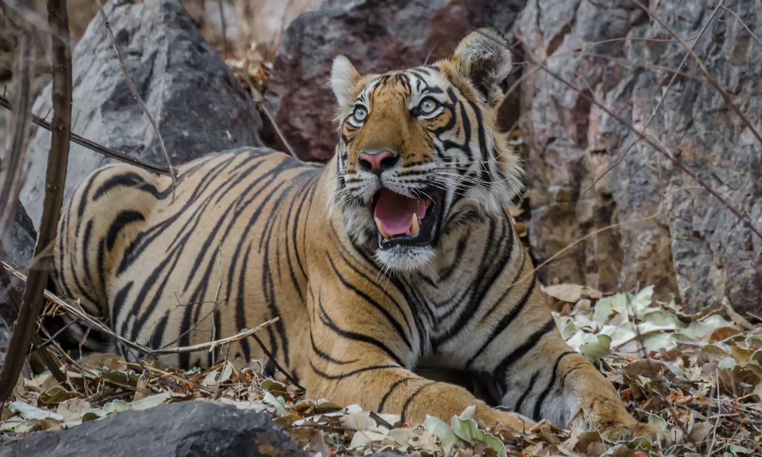 Ranthambore Tiger