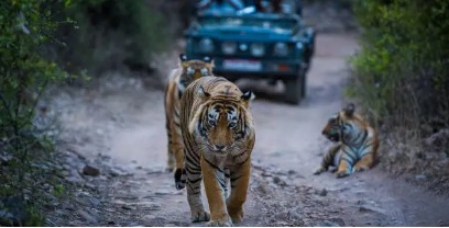 Ranthambore Jeep Safari Booking