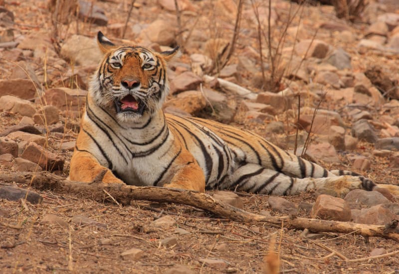 Project Tiger In Ranthambore